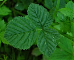 Rubus warrenii