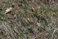 Potentilla