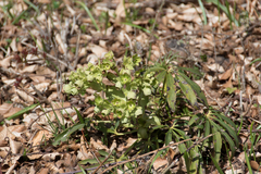 Helleborus foetidus