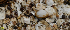 Coecella chinensis