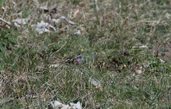 Pulsatilla