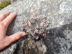 Erica modesta
