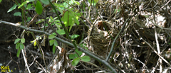 Sinosuthora webbiana