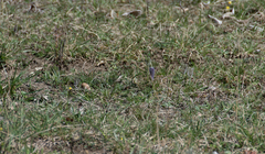 Pulsatilla