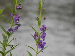 Angelonia biflora