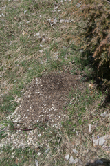 Formica pratensis