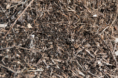 Formica pratensis