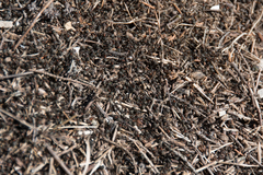 Formica pratensis