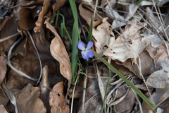 Viola