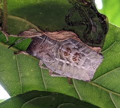 Tessaratoma papillosa