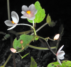 Parvibegonia