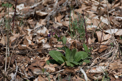 Pulmonaria