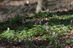 Corydalis cava
