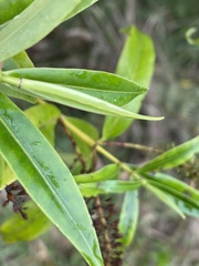 Veronica stricta stricta