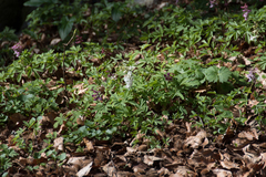 Corydalis cava