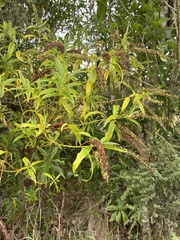 Veronica stricta stricta
