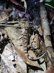 Cyrtodactylus cattienensis