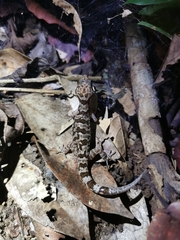 Cyrtodactylus cattienensis