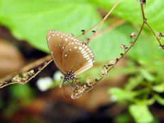 Euploea klugii