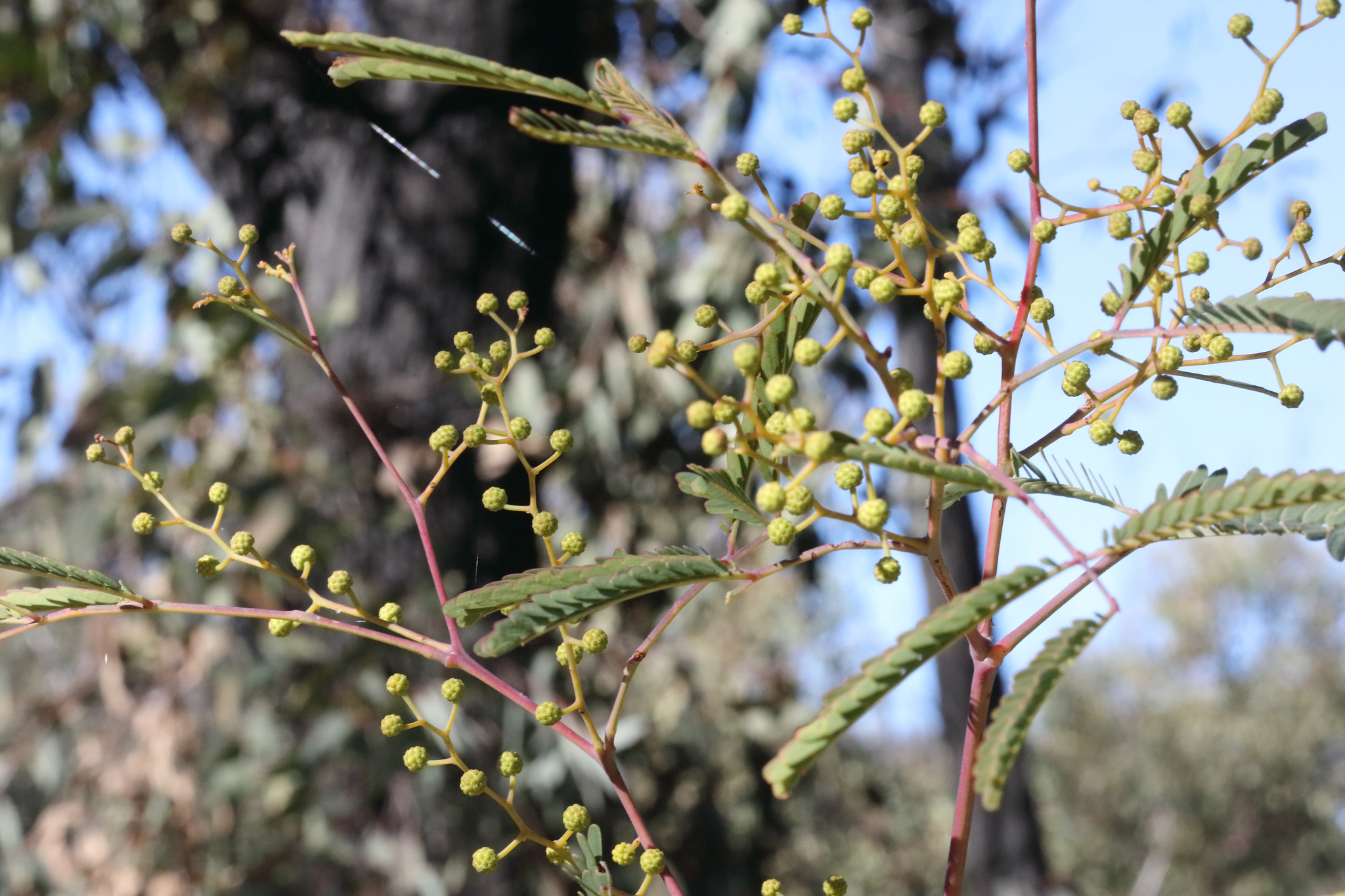 Acacia pruinosa