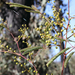 Acacia pruinosa - Photo (c) Lise Kool, algunos derechos reservados (CC BY-NC), subido por Lise Kool