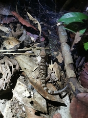 Cyrtodactylus cattienensis