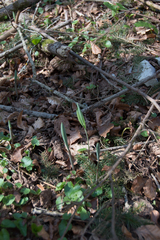 Angiospermae