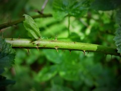 Rubus scissus