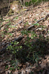 Helleborus foetidus
