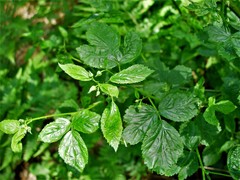 Rubus scissus