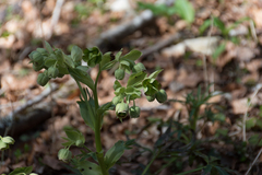 Helleborus foetidus