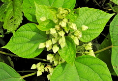 Clerodendrum infortunatum