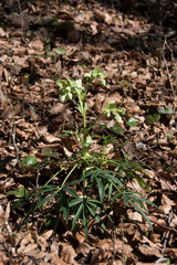 Helleborus foetidus