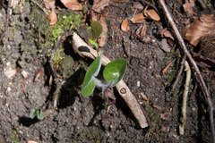 Asarum europaeum