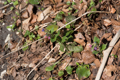 Pulmonaria