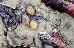 Elaeocarpus tuberculatus