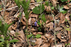 Viola