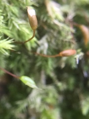 Rhynchostegium