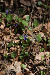 Viola