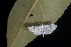 Pycnarmon meritalis