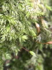 Rhynchostegium