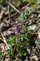 Corydalis cava