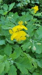Chelidonium majus