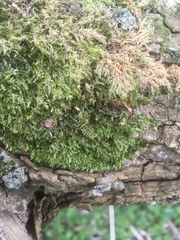 Rhynchostegium
