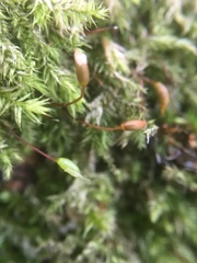 Rhynchostegium