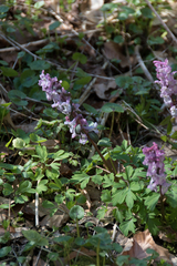 Corydalis cava
