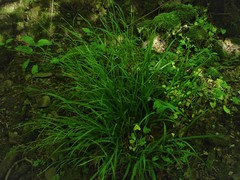 Carex strigosa