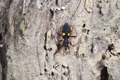 Acanthaspis immodesta