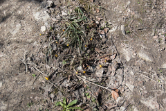 Tussilago farfara