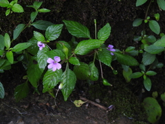 Impatiens dasysperma